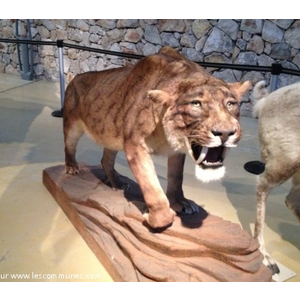 Musée de la Préhistoire de Quinson - Tigre à de...