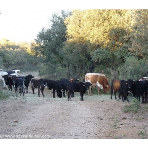 Taureaux de combat (et à viande) sur le Domaine d...