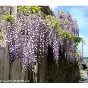 glycine dans une rue