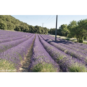 Commune de ROUSSET LES VIGNES