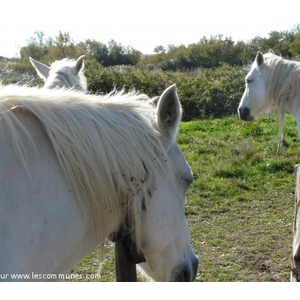 Chevaux de Camargue