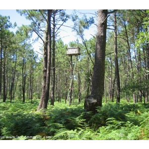 Dans les bois à Andernos