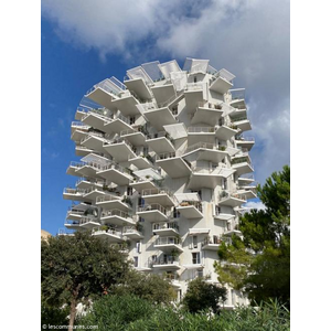 Arbre Blanc a Montpellier