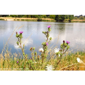 Ambiance Bucolique près du bac , en bord de Loire .