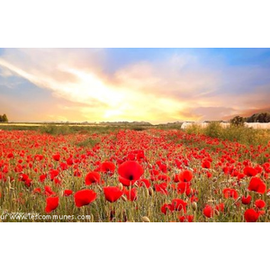 Champ de Coquelicots , dans le Val de Montlivault 