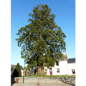 Le Séquoia (dans le jardin de l ancienne cure)(Pu...