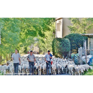 La Transhumance