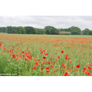 le champs de fleurs