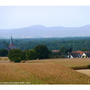 Salmbach Les champs de maïs