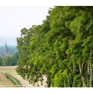 Eglise Salmbach