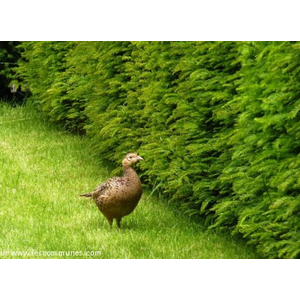 Salmbach - une visite dans le jardin