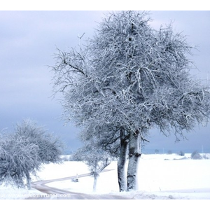 Paysage hivernal entre Salmbach et Niederlauterbach - Décembre 2010