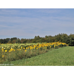 le champs de fleurs