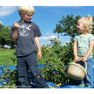 cueillette des mirabelles Evaux et menil